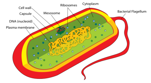struktur sel